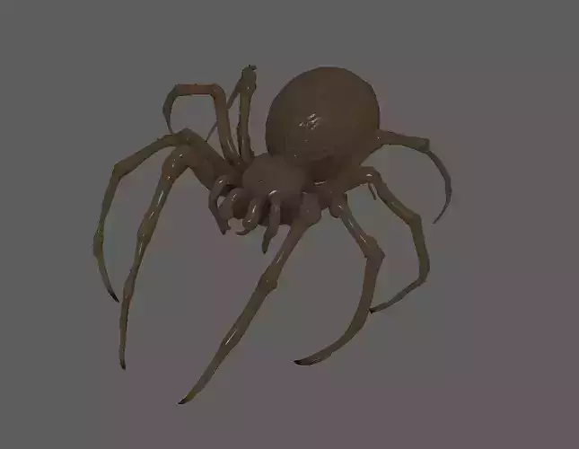 Spider 