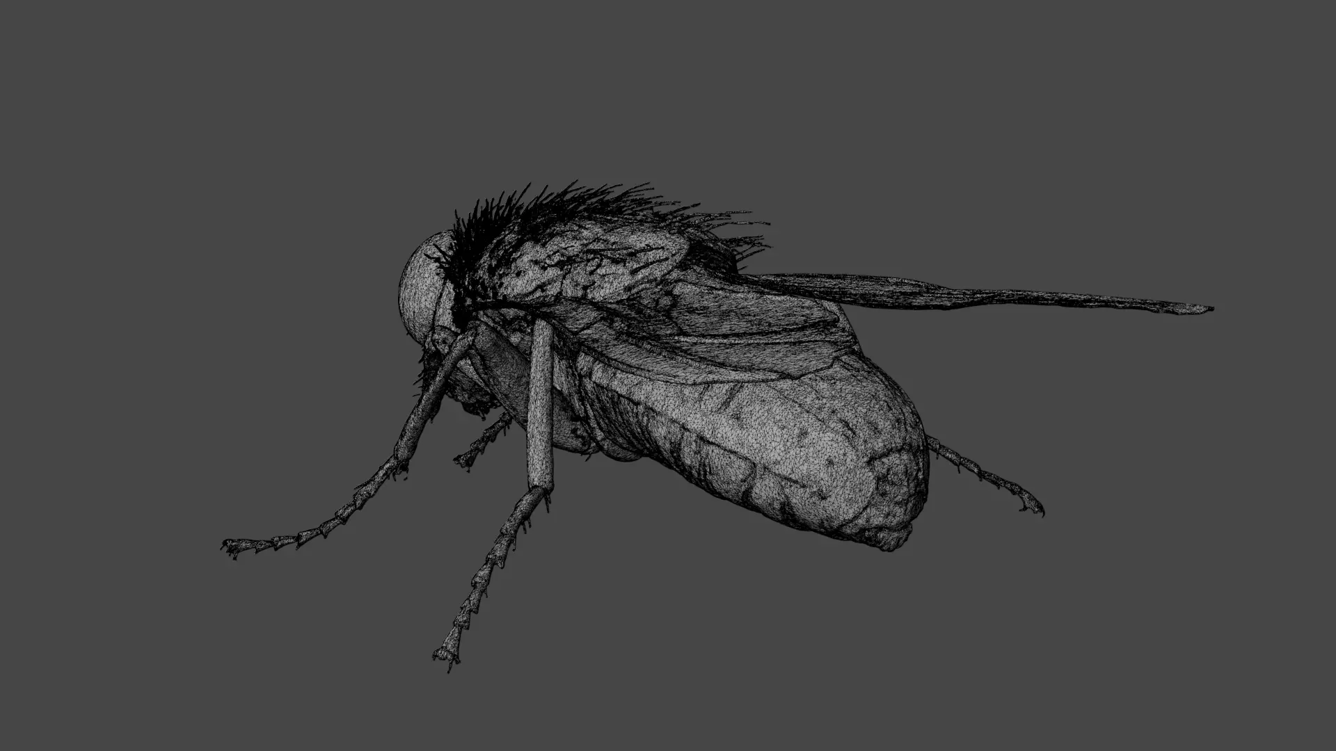 Housefly Low-poly 3D model_11