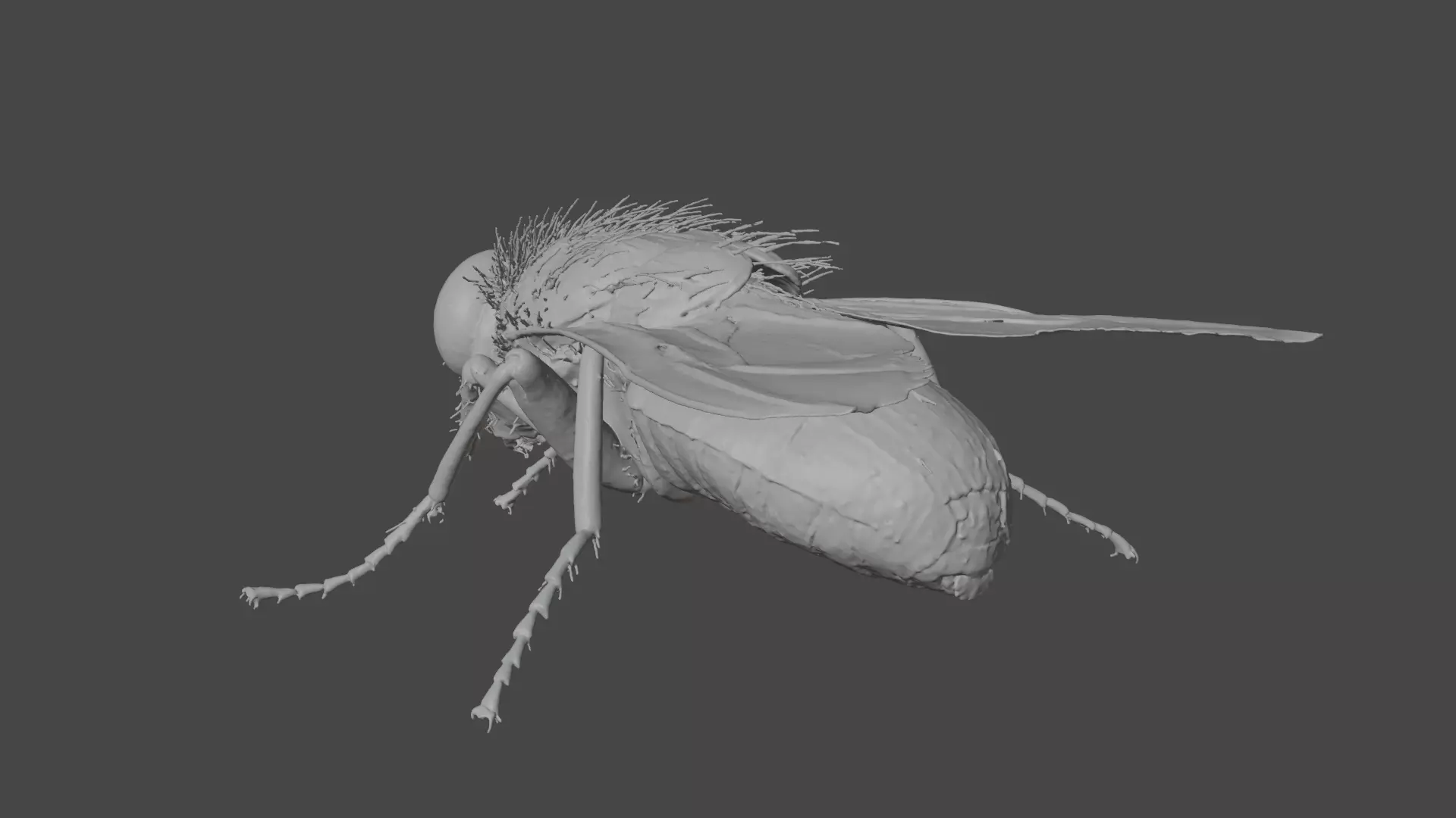 Housefly Low-poly 3D model_6