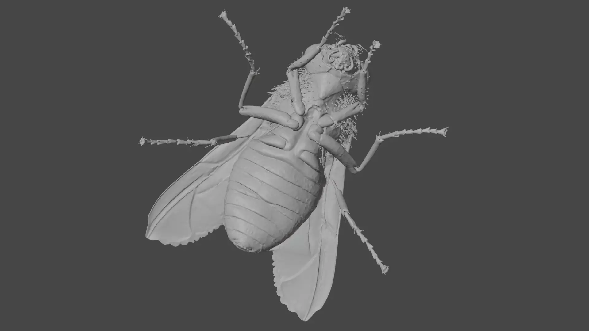 Housefly Low-poly 3D model_9