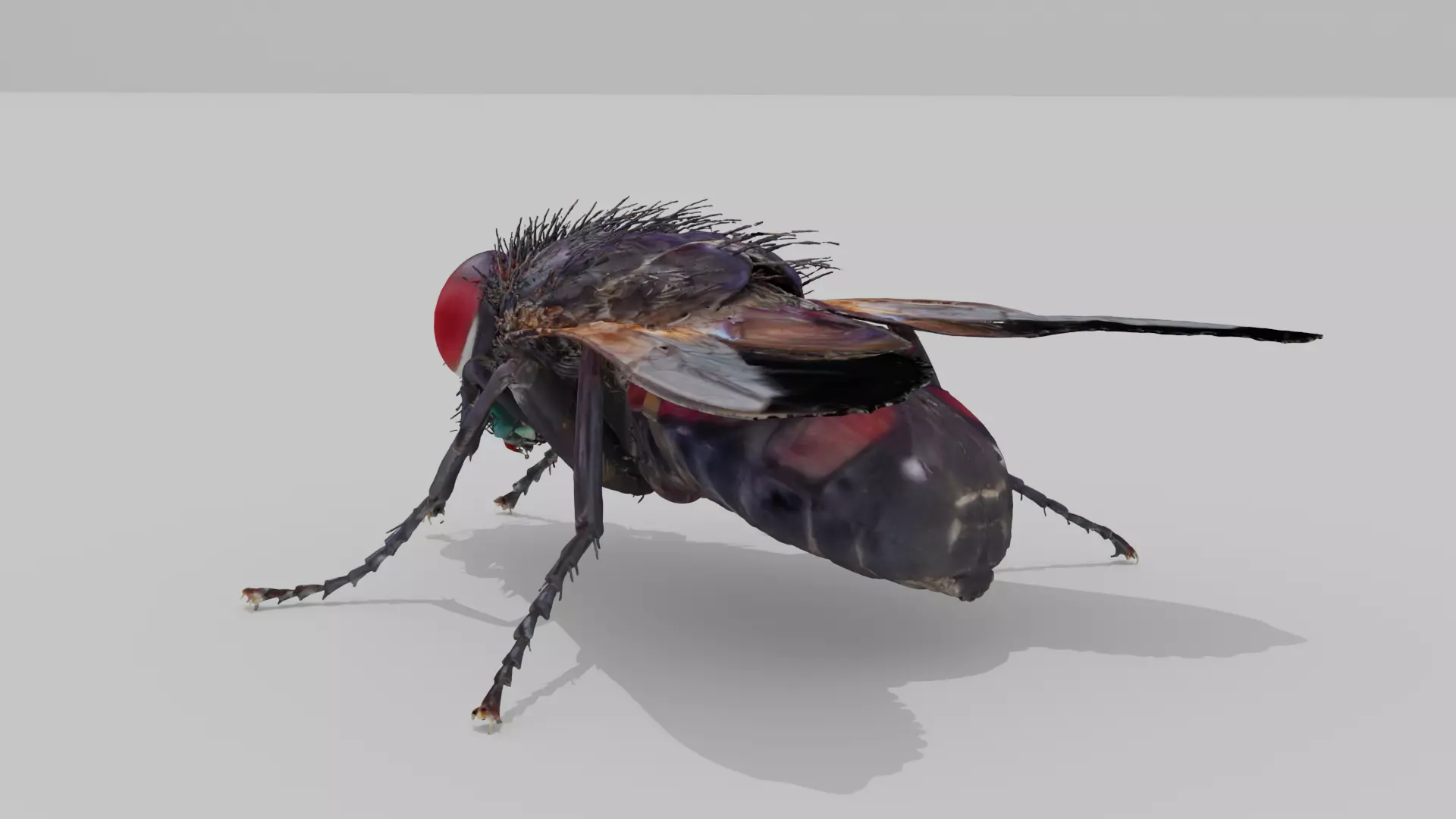 Housefly Low-poly 3D model_1