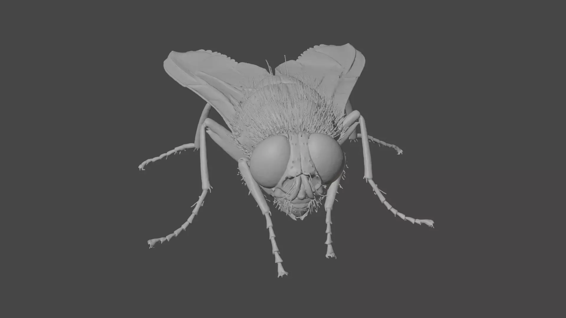 Housefly Low-poly 3D model_5