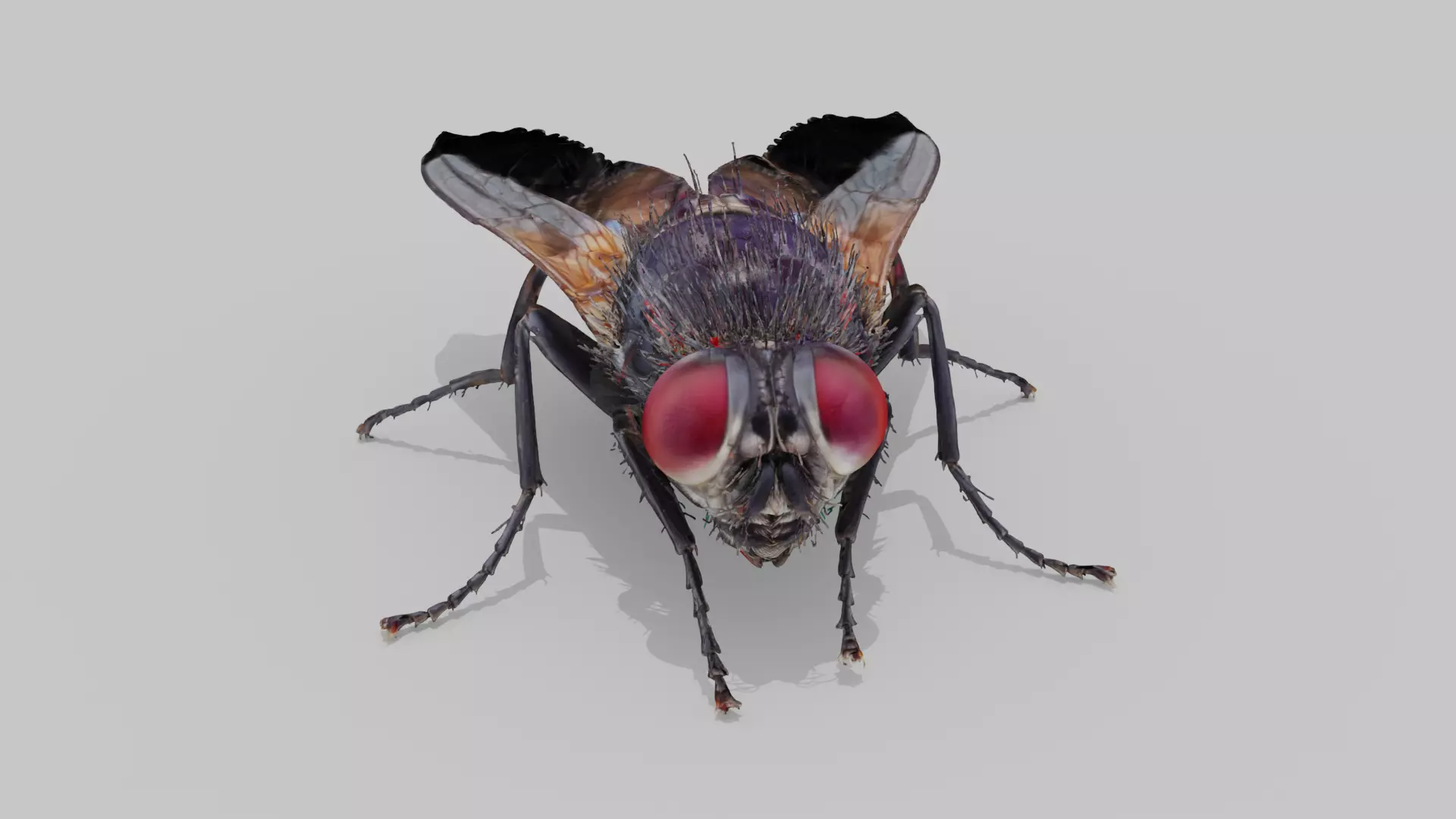 Housefly Low-poly 3D model_0
