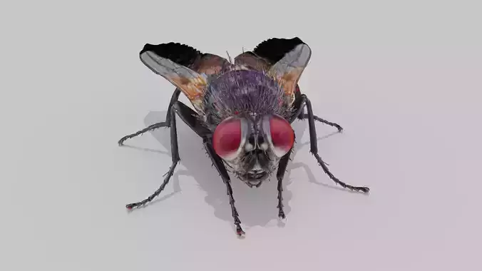 Housefly