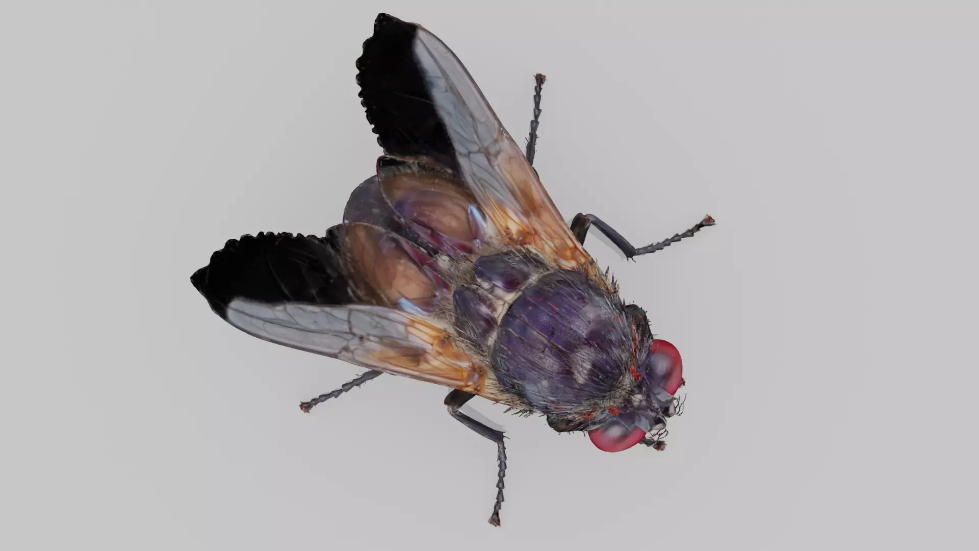 Housefly Low-poly 3D model_3