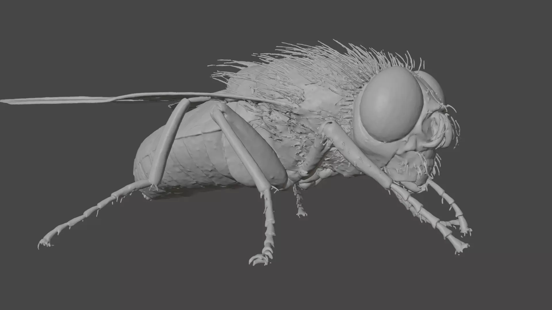 Housefly Low-poly 3D model_7