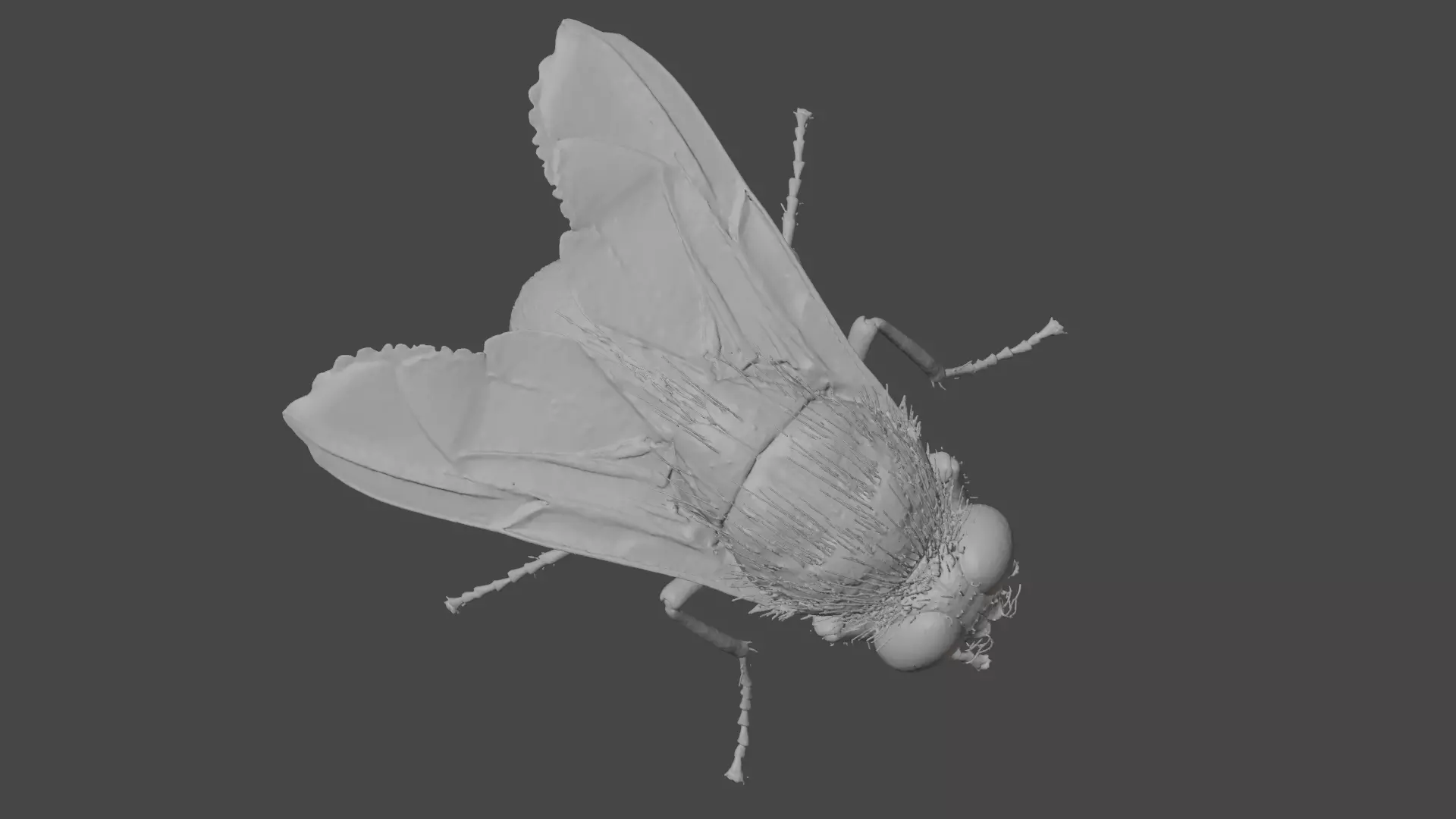 Housefly Low-poly 3D model_8