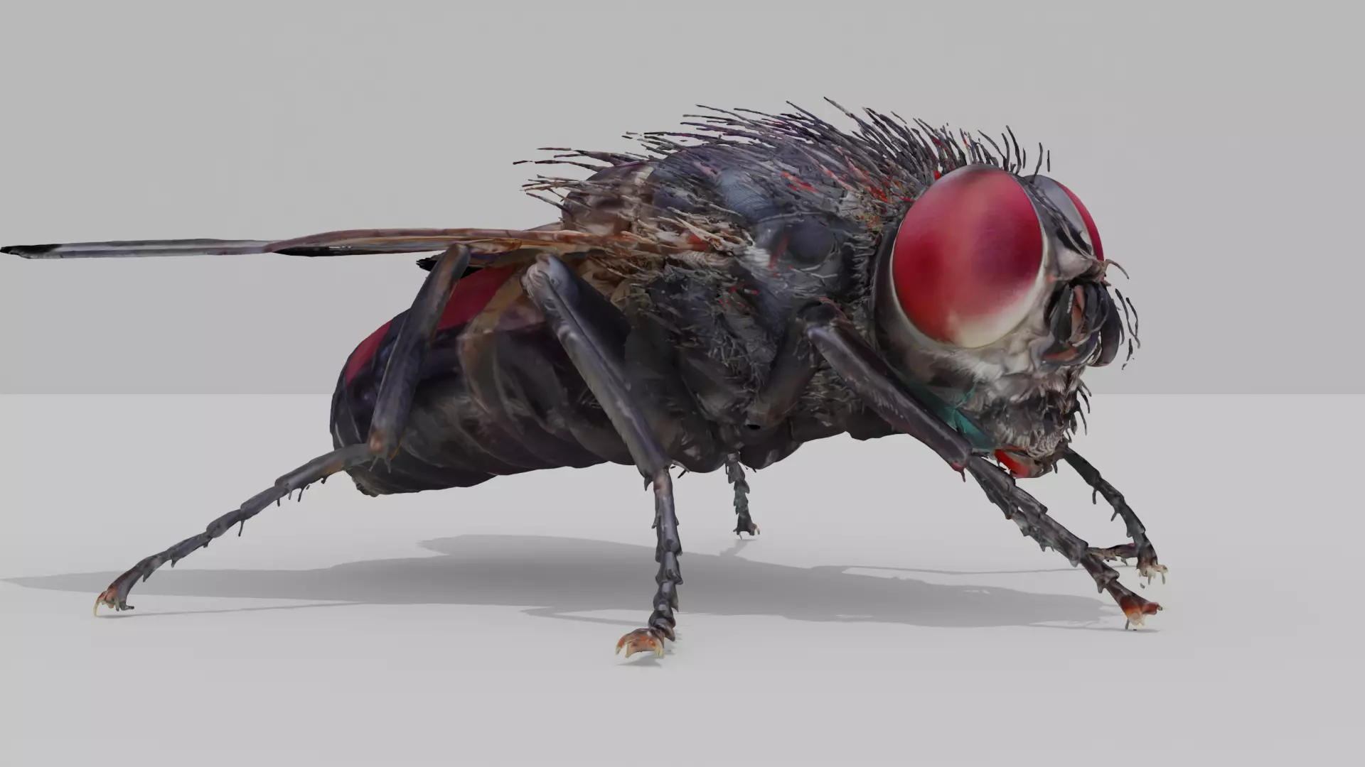Housefly Low-poly 3D model_2