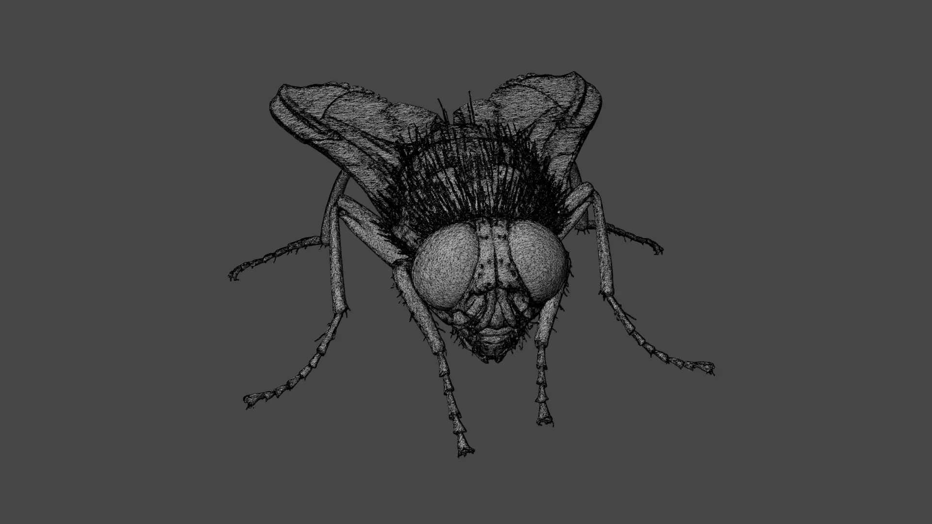 Housefly Low-poly 3D model_10