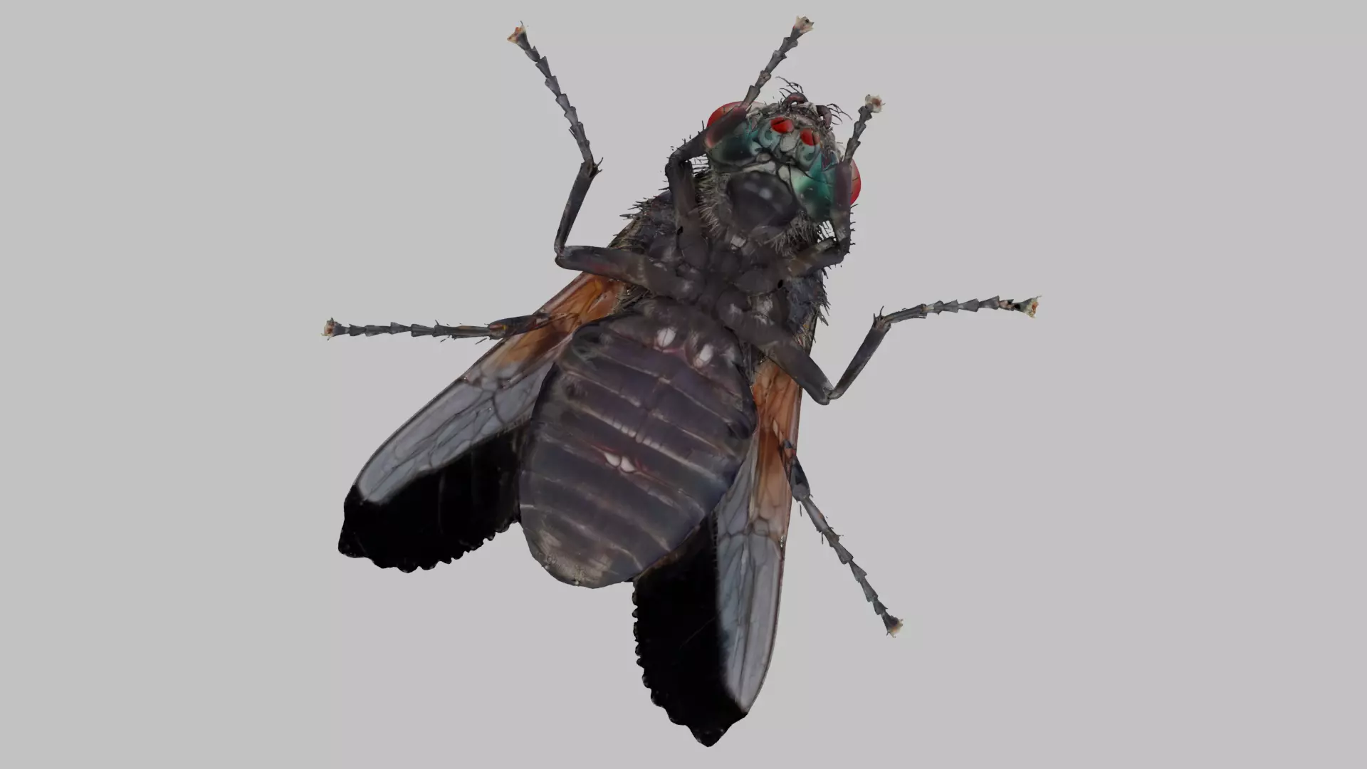 Housefly Low-poly 3D model_4