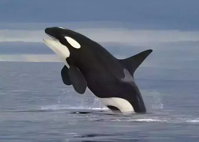 Killer Whale - Orca Low-poly 3D model