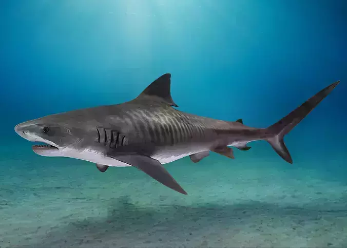 Realistic Tiger Shark Animated