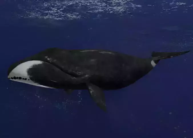 Bowhead Whale Animated