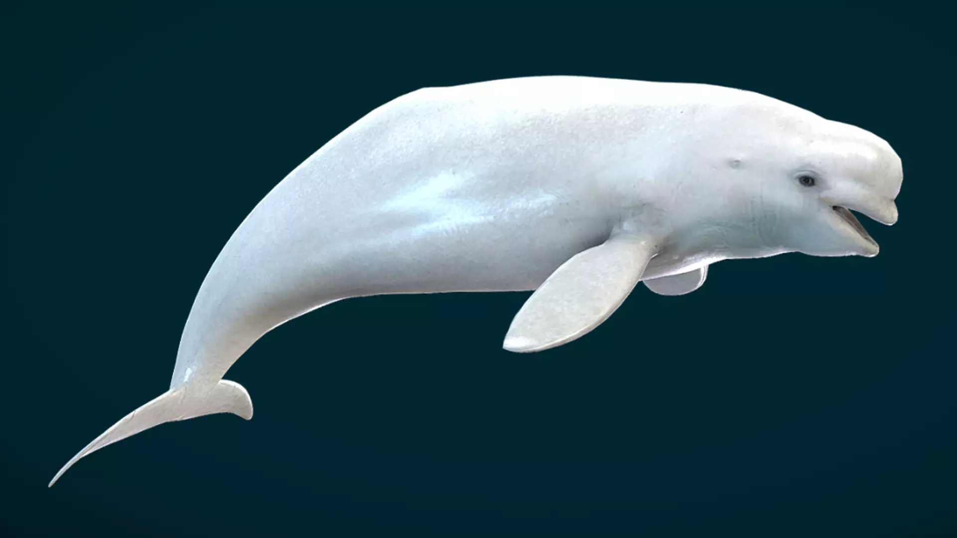 Beluga Whale Animated Low-poly 3D model_2