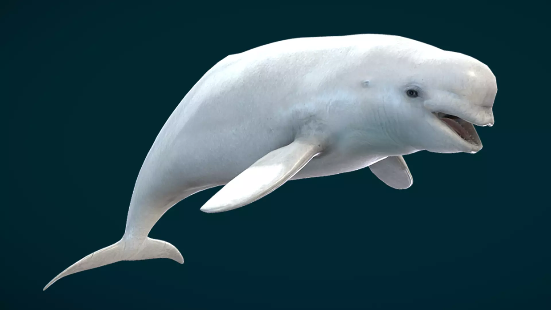Beluga Whale Animated Low-poly 3D model_9