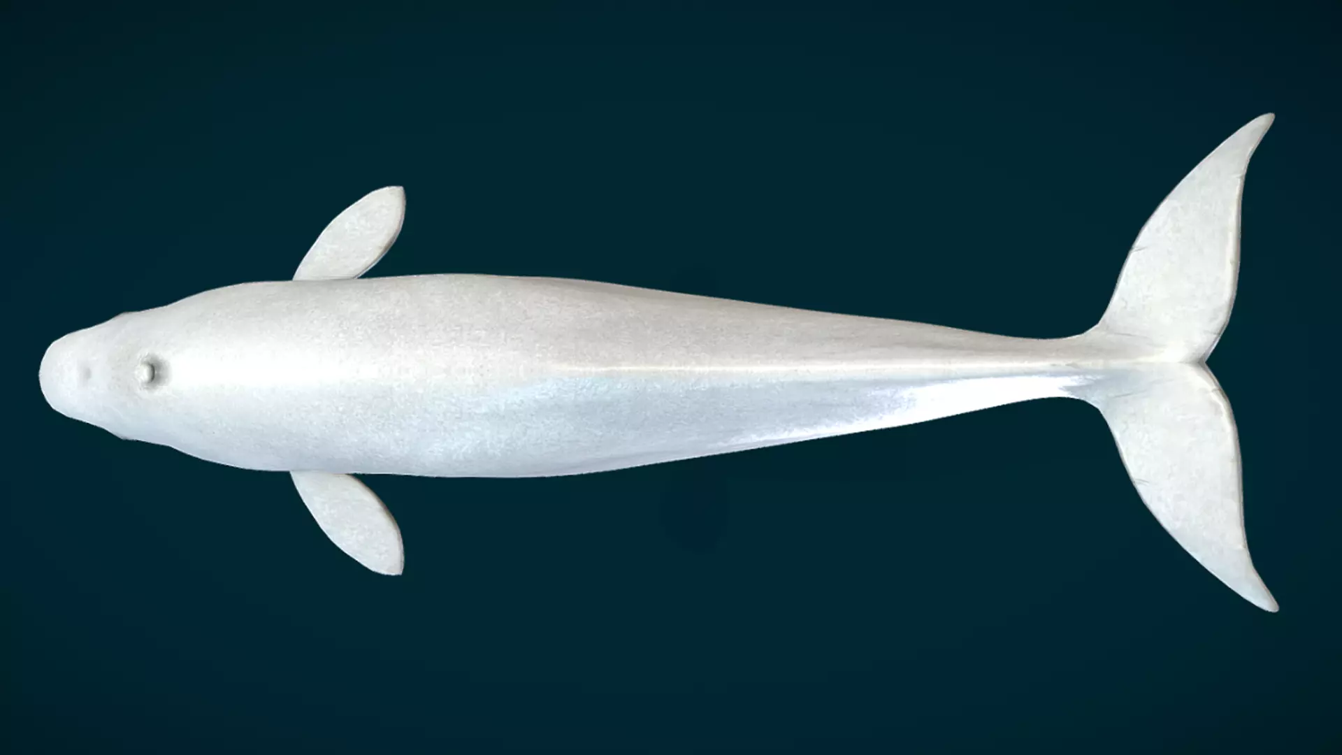 Beluga Whale Animated Low-poly 3D model_12