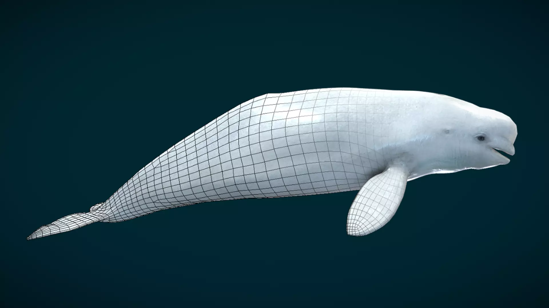 Beluga Whale Animated Low-poly 3D model_4