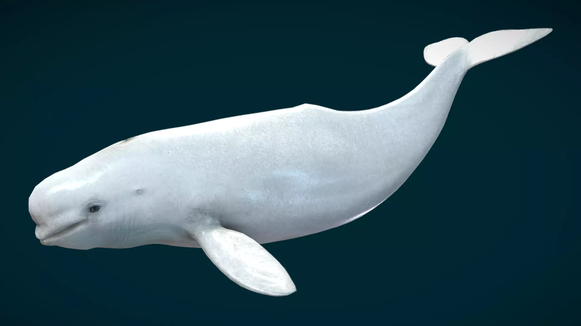 Beluga Whale Animated Low-poly 3D model_3