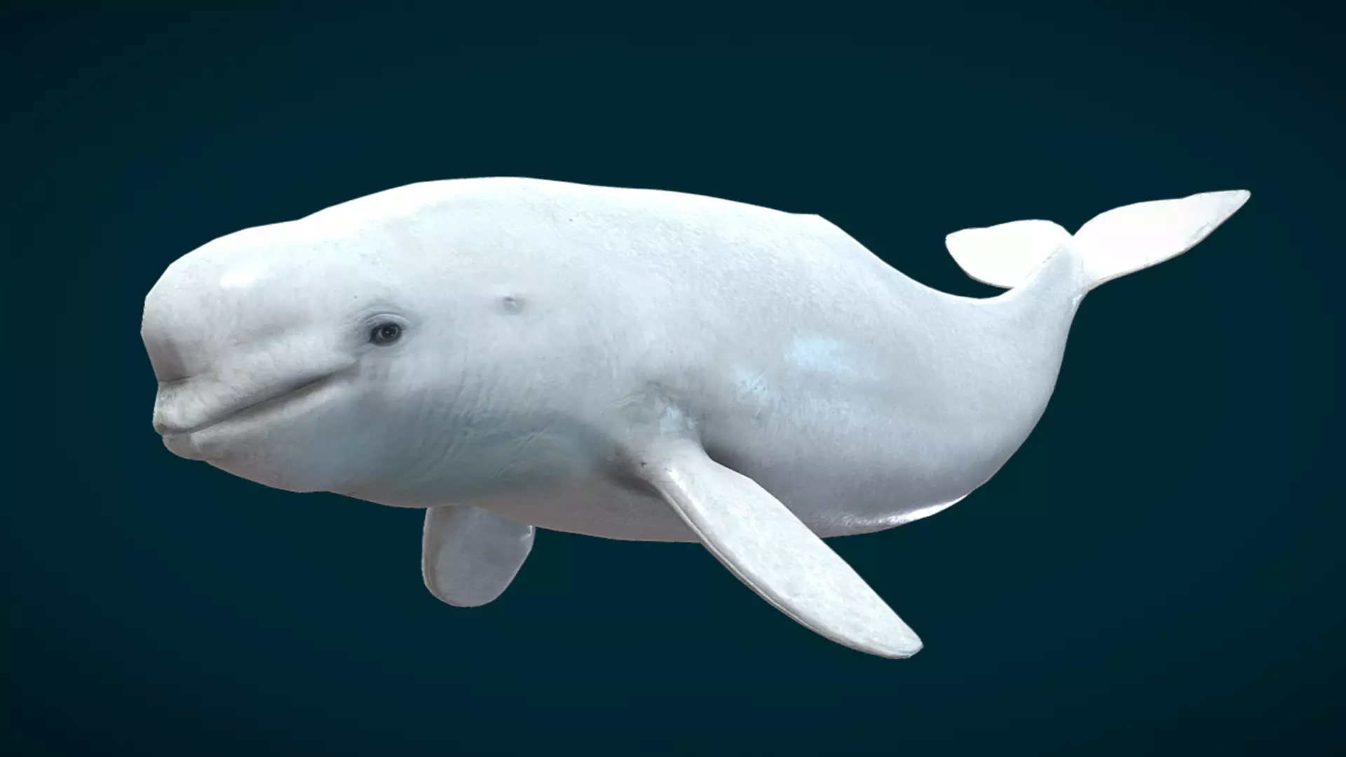 Beluga Whale Animated Low-poly 3D model_7