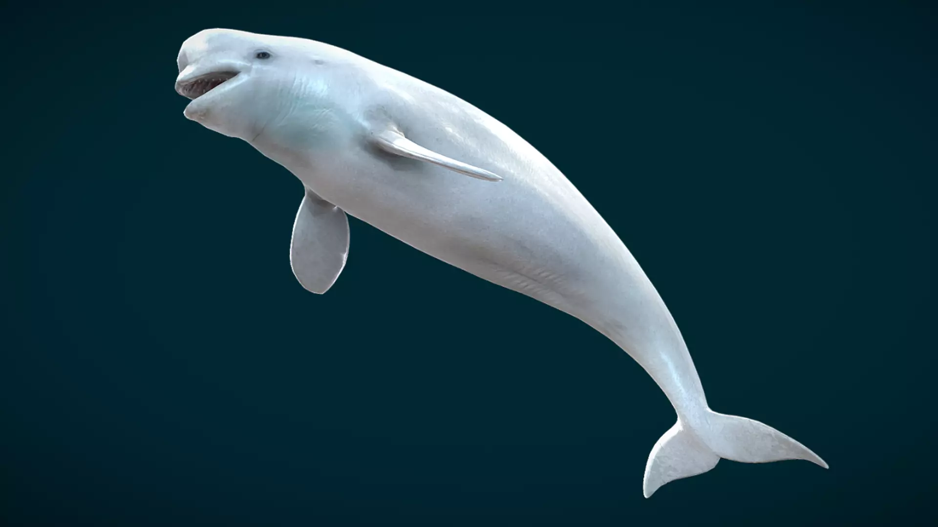 Beluga Whale Animated Low-poly 3D model_6