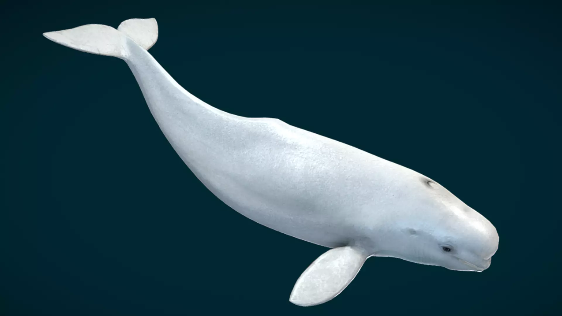 Beluga Whale Animated Low-poly 3D model_10