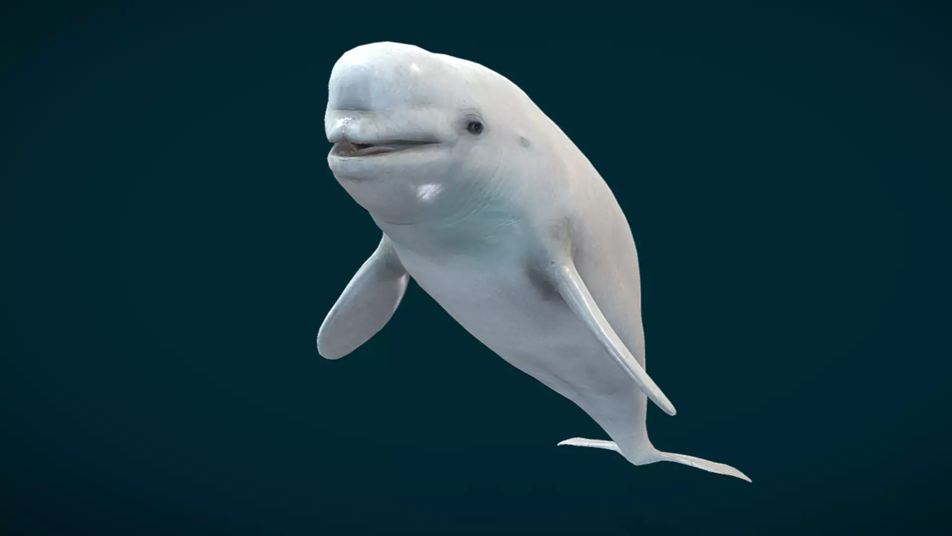 Beluga Whale Animated Low-poly 3D model_5