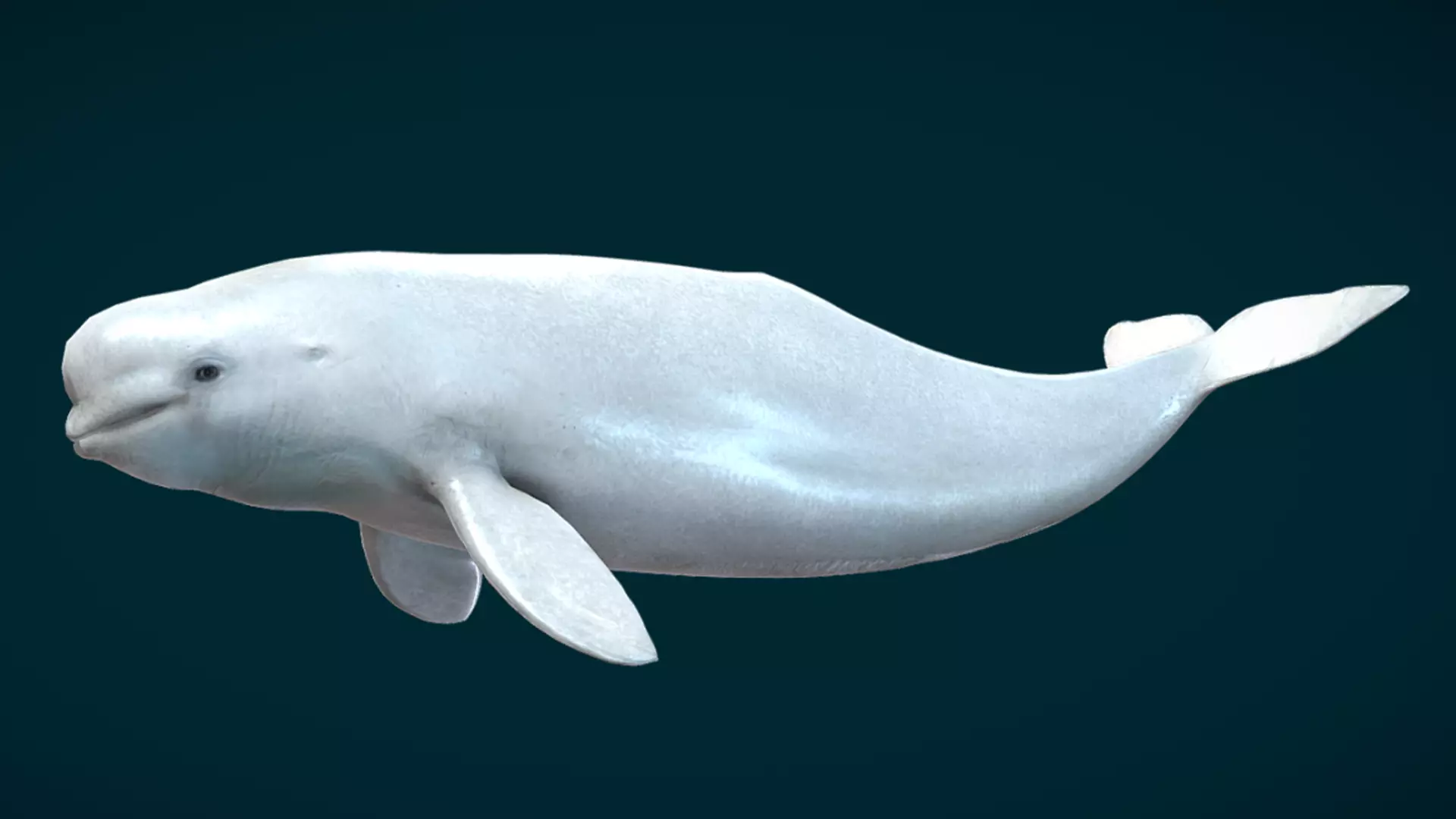 Beluga Whale Animated Low-poly 3D model_13