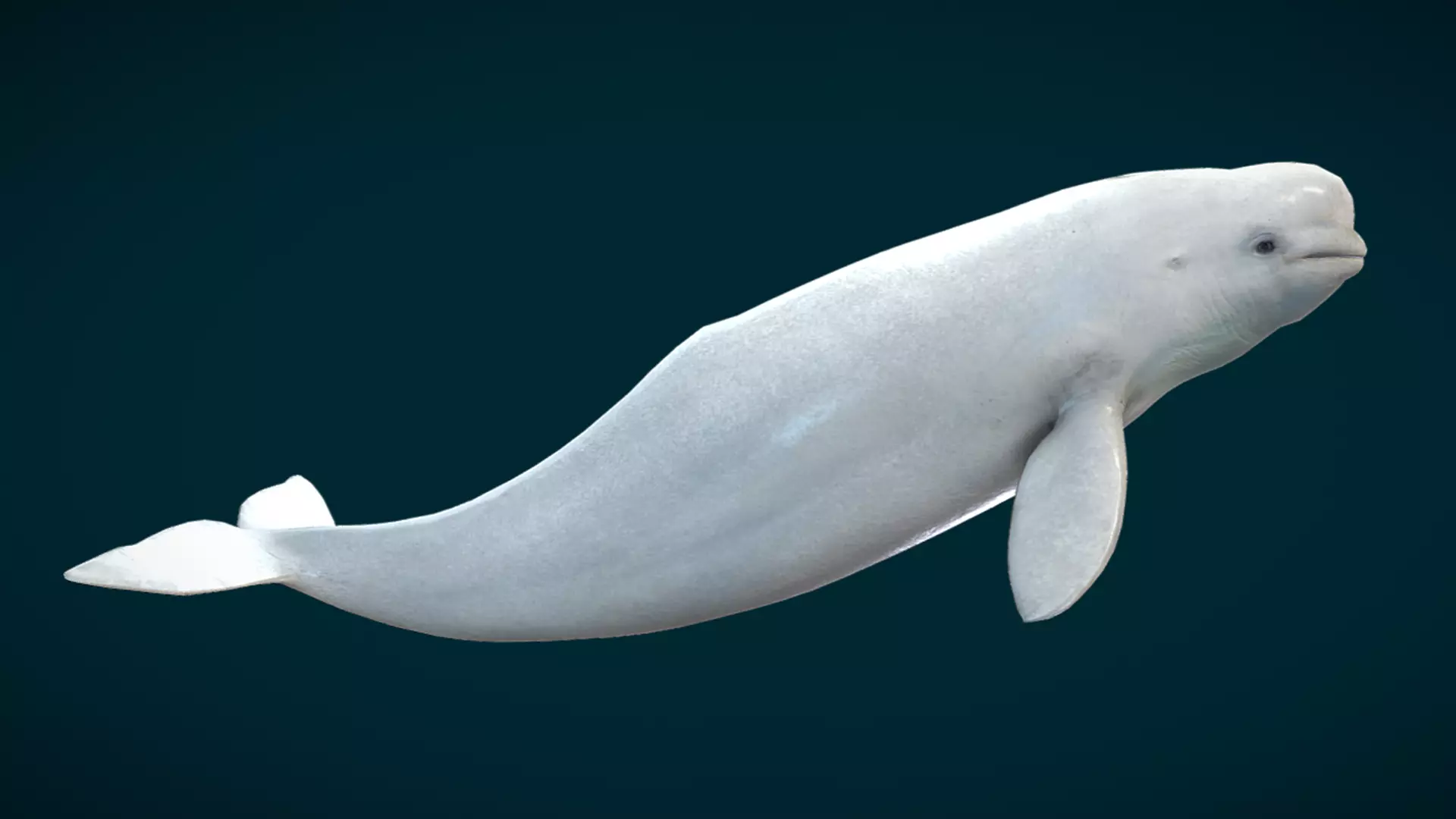 Beluga Whale Animated Low-poly 3D model_8