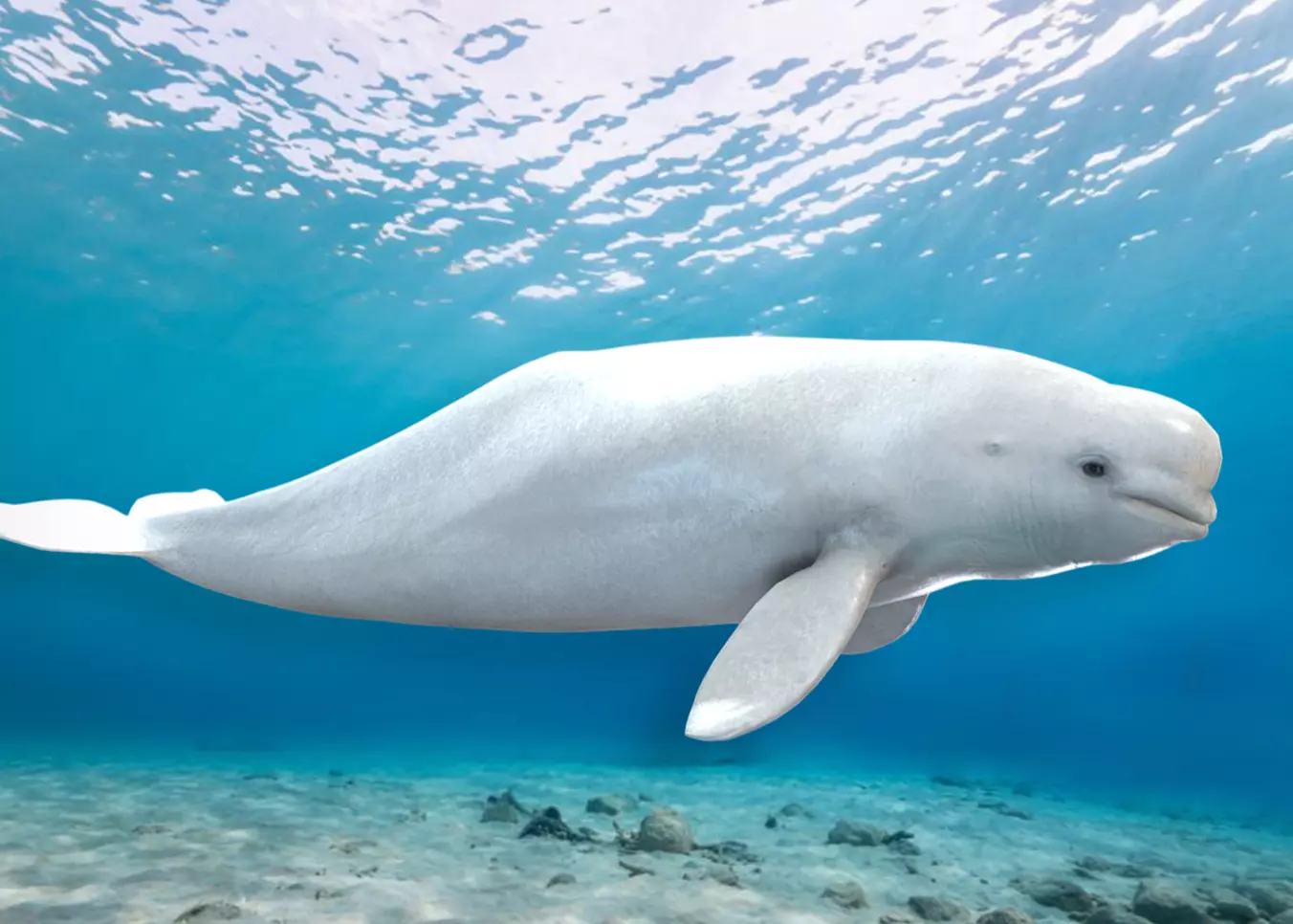 Beluga Whale Animated Low-poly 3D model_0