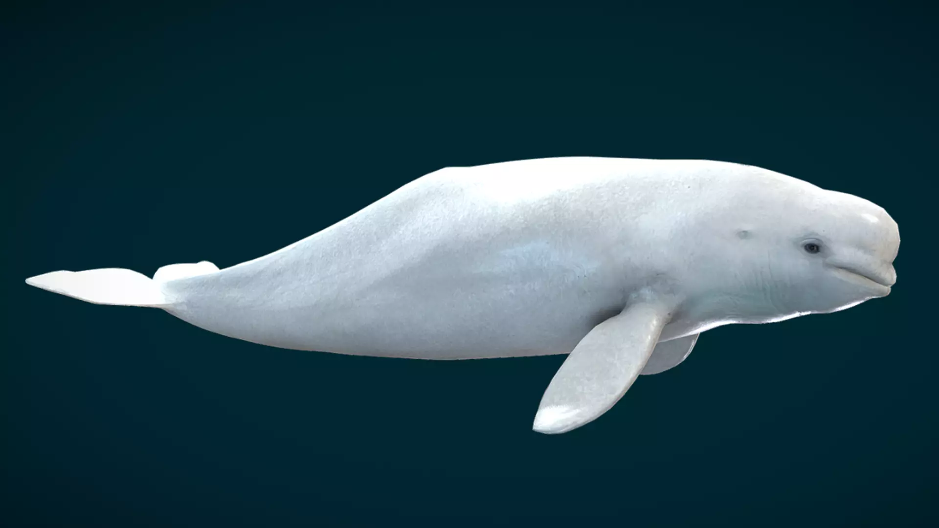 Beluga Whale Animated Low-poly 3D model_11