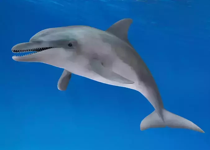 Bottlenose Dolphin Animated