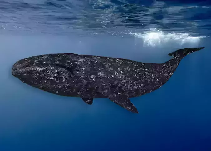 Gray Whale Animated