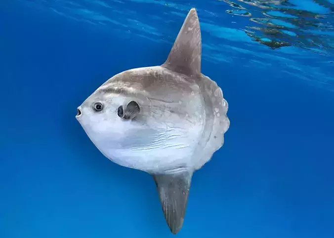 Sunfish Animated Low-poly 3D model