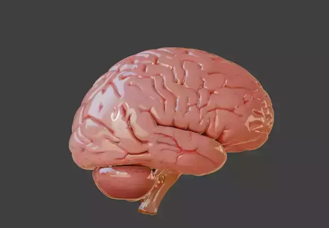  human brain  cerebellum  brainstem  pituitary gland