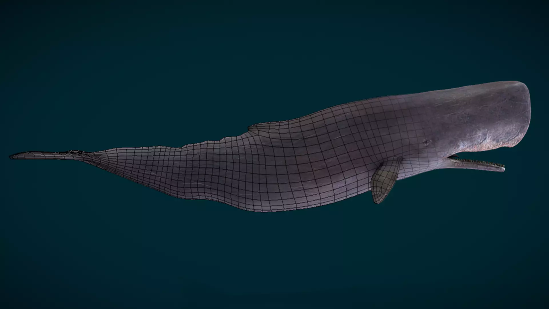 Sperm Whale Animated Low-poly 3D model_4