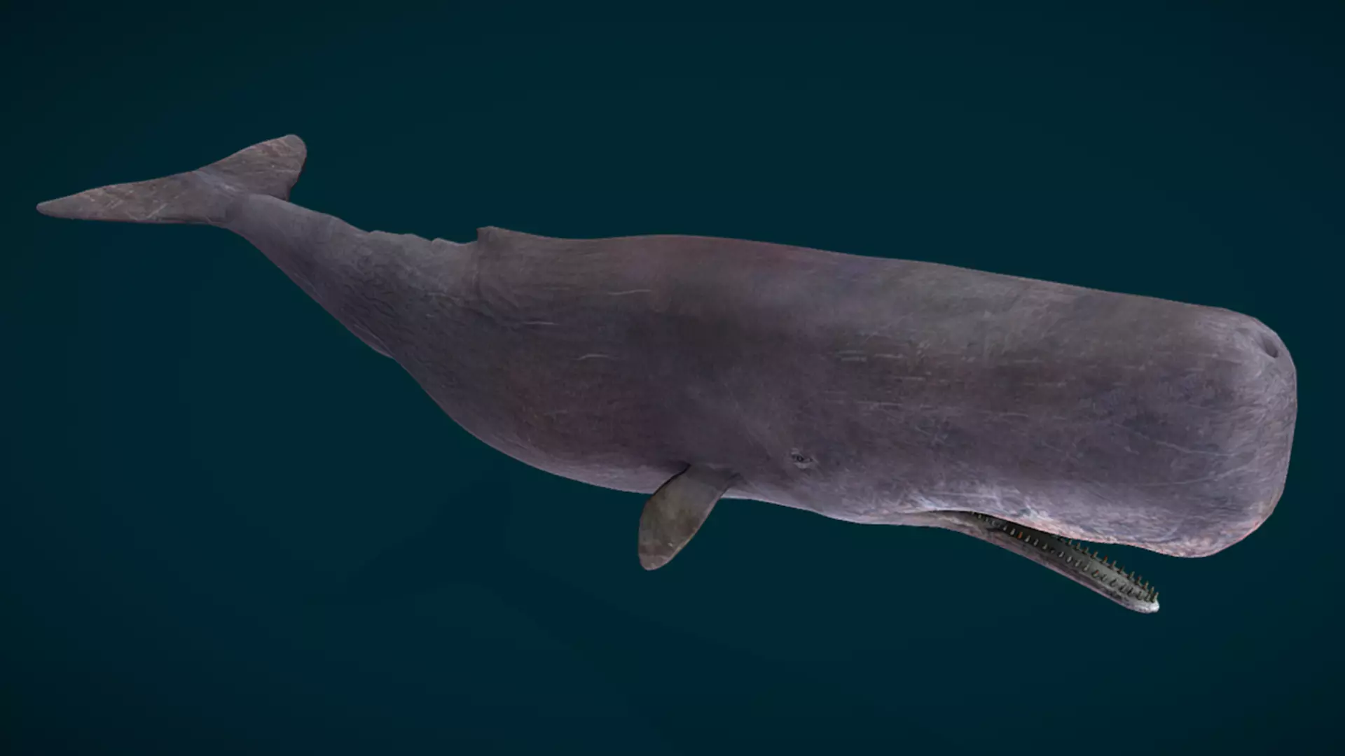 Sperm Whale Animated Low-poly 3D model_12