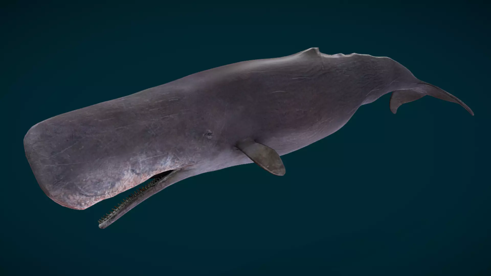 Sperm Whale Animated Low-poly 3D model_11