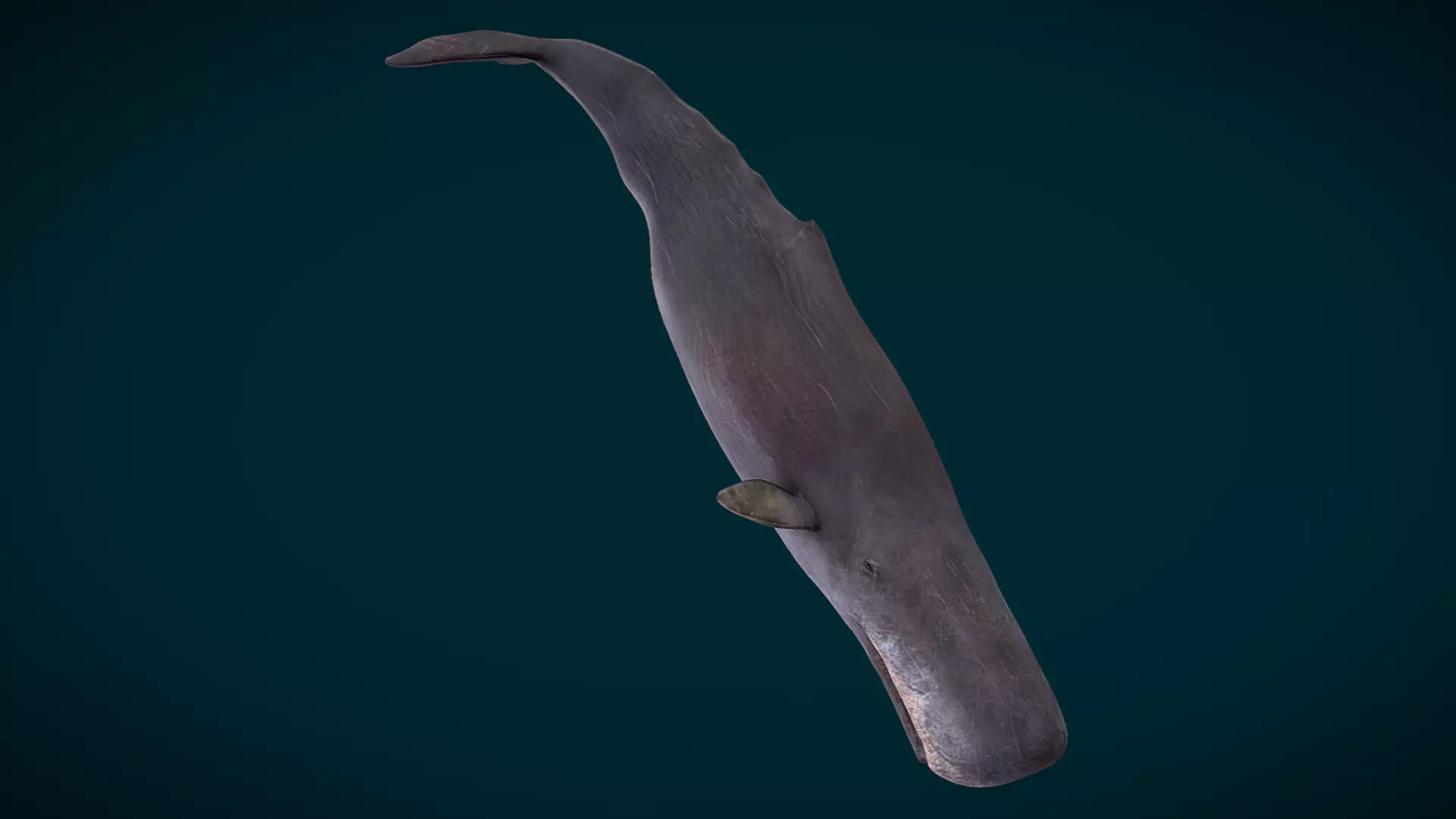 Sperm Whale Animated Low-poly 3D model_5