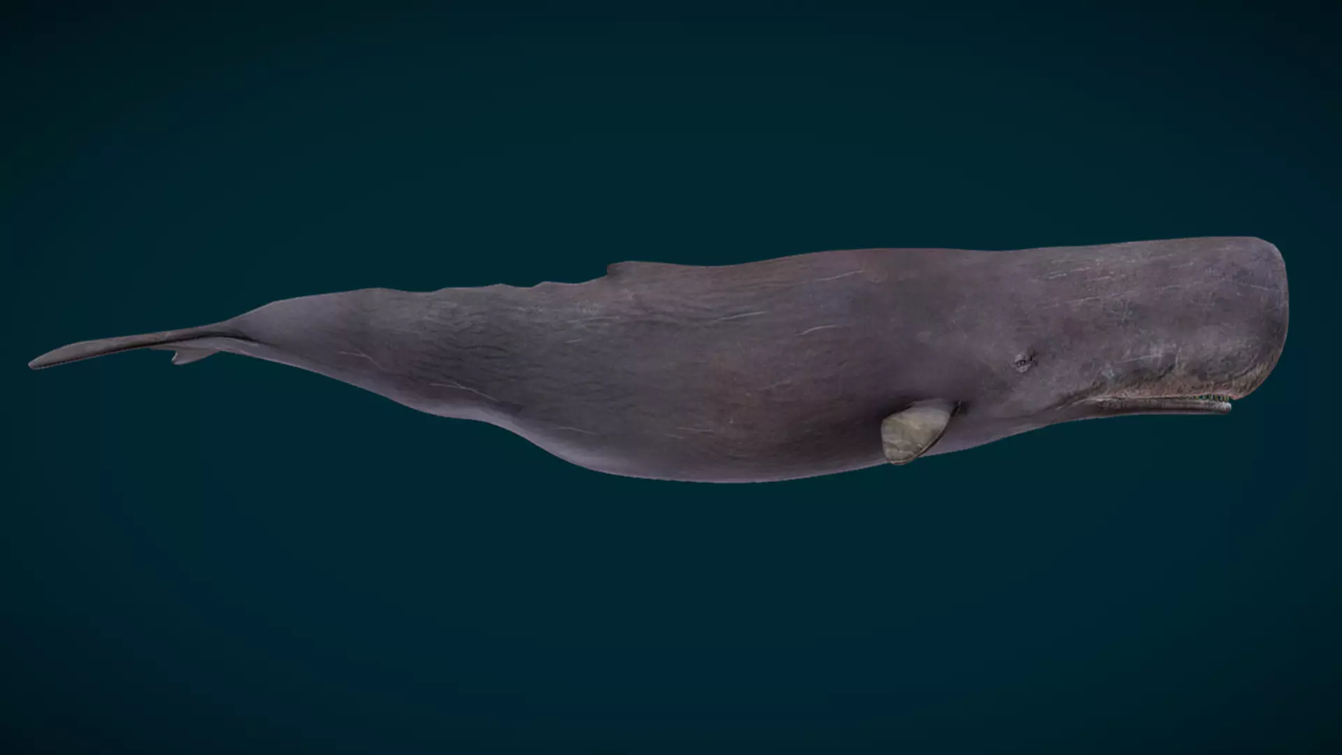 Sperm Whale Animated Low-poly 3D model_13