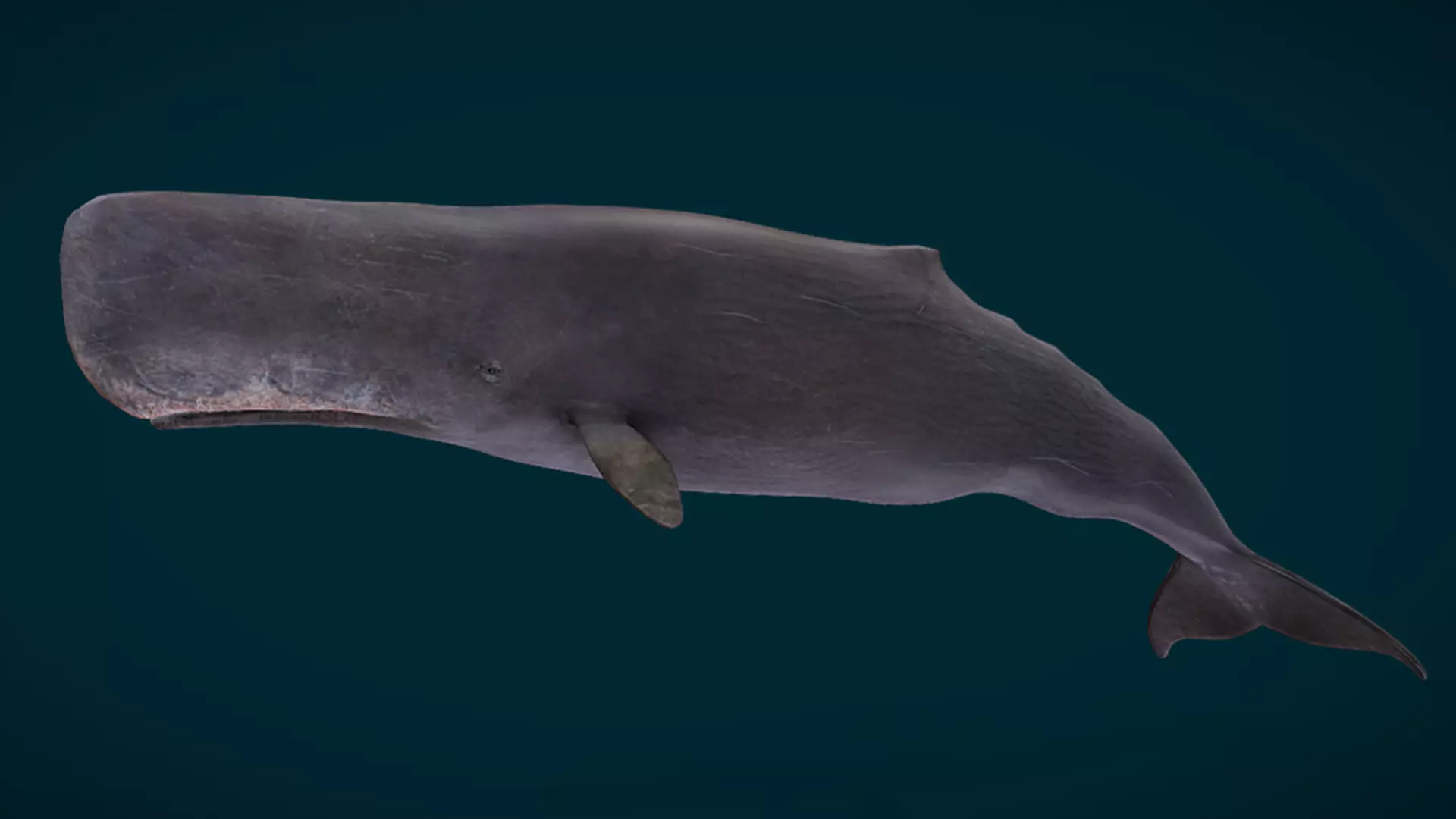 Sperm Whale Animated Low-poly 3D model_2