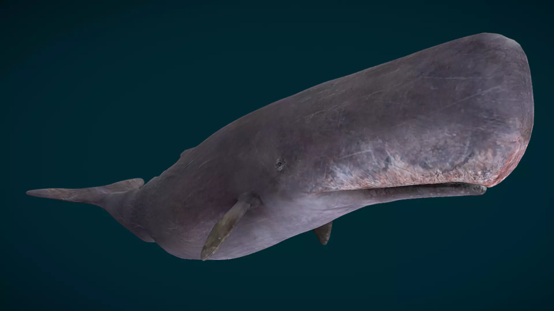 Sperm Whale Animated Low-poly 3D model_8