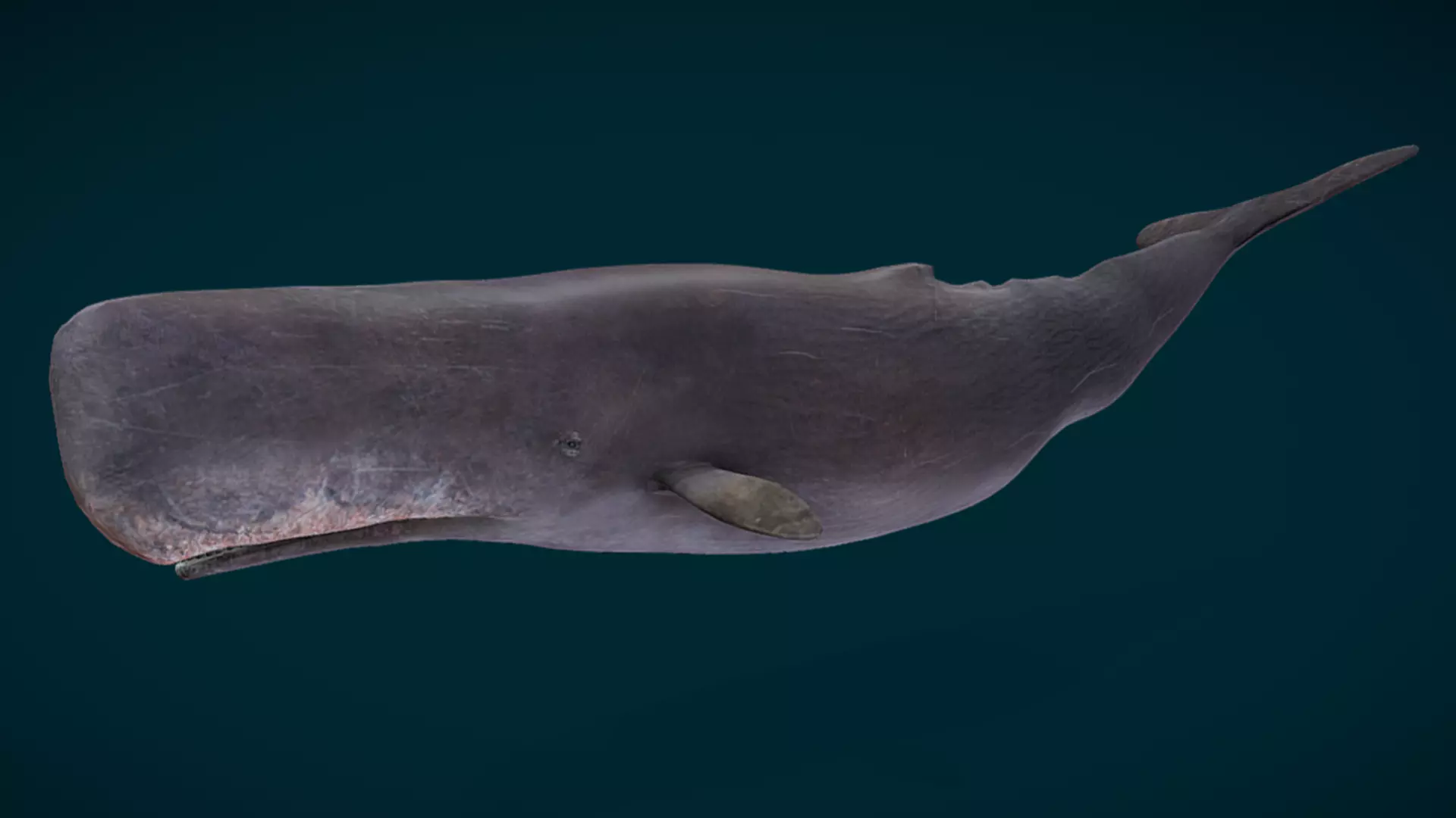 Sperm Whale Animated Low-poly 3D model_10
