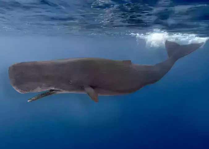 Sperm Whale Animated