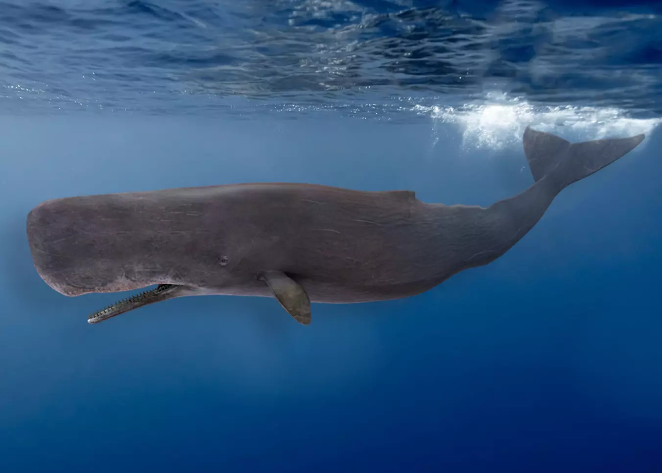 Sperm Whale Animated Low-poly 3D model_0