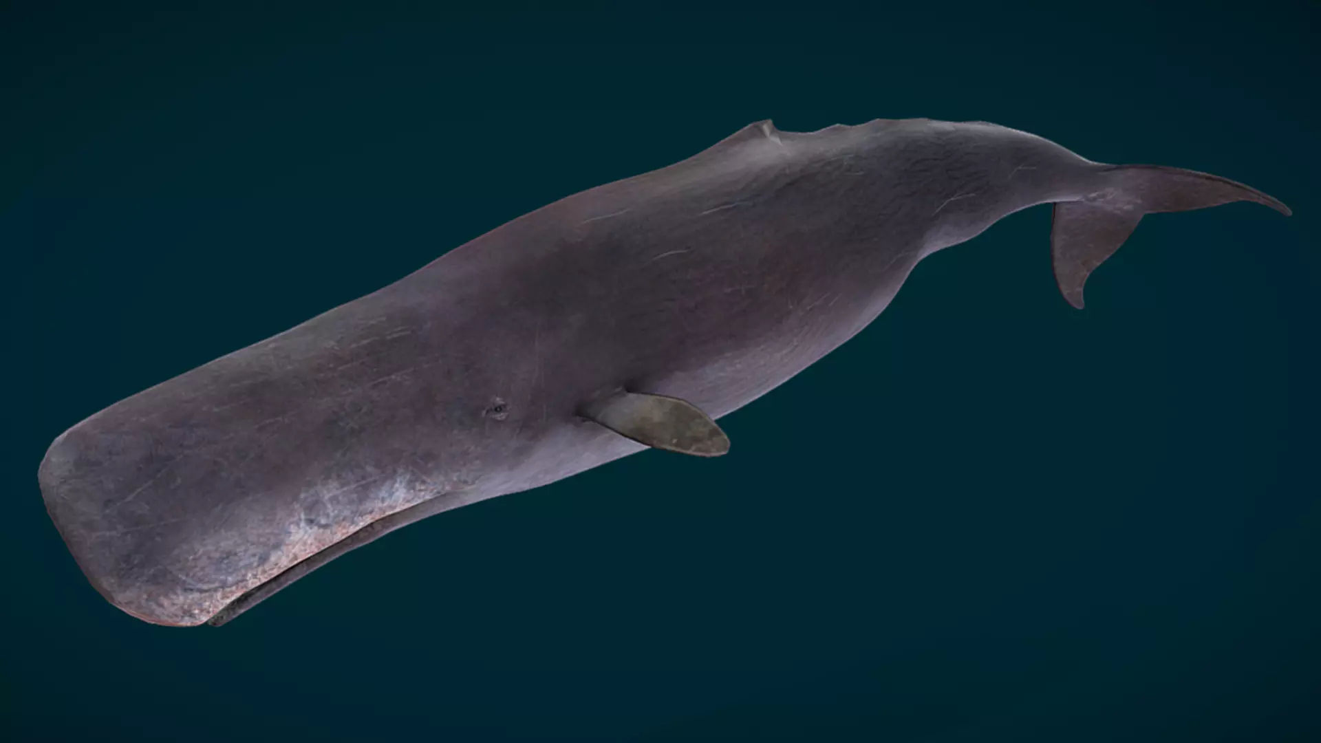 Sperm Whale Animated Low-poly 3D model_9