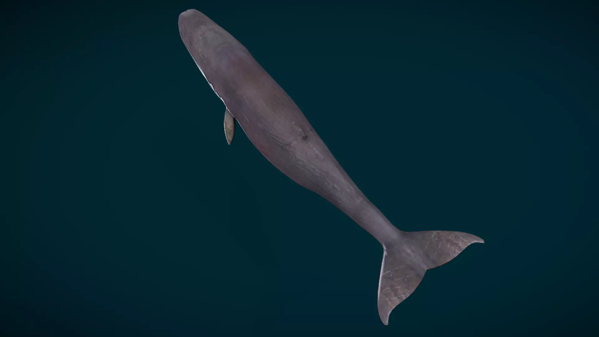 Sperm Whale Animated Low-poly 3D model_7