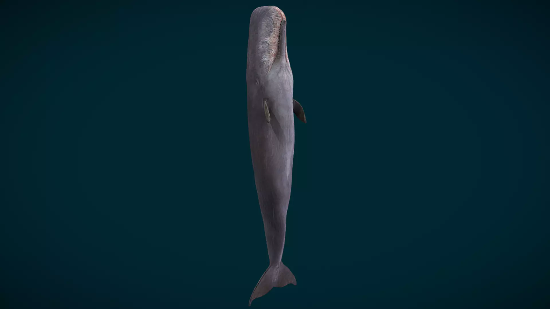 Sperm Whale Animated Low-poly 3D model_6