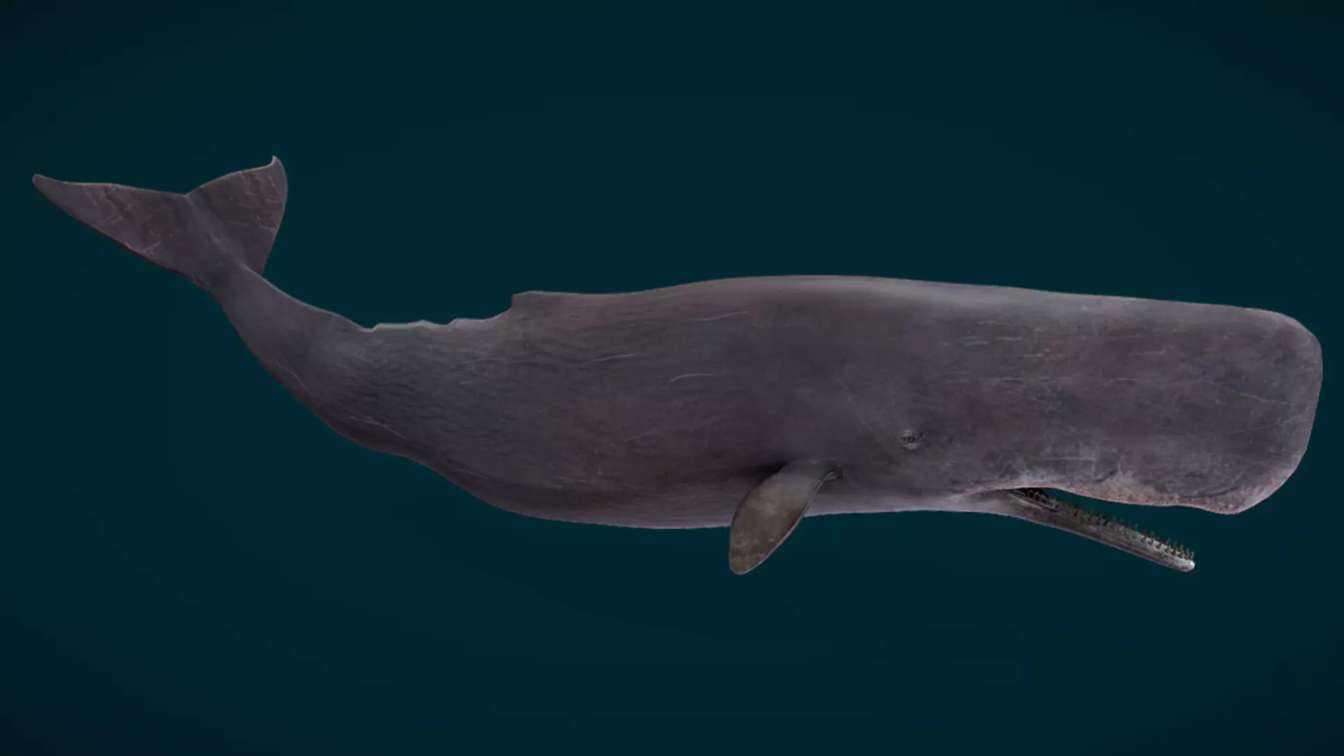 Sperm Whale Animated Low-poly 3D model_3