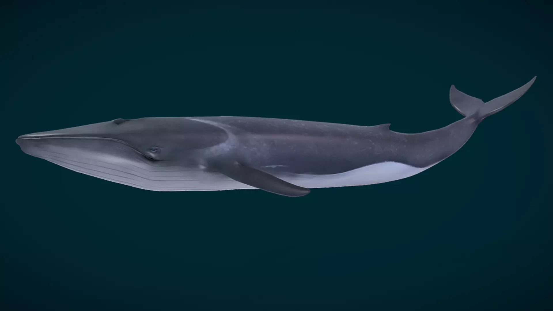  Fin Whale Animated Low-poly 3D model_8