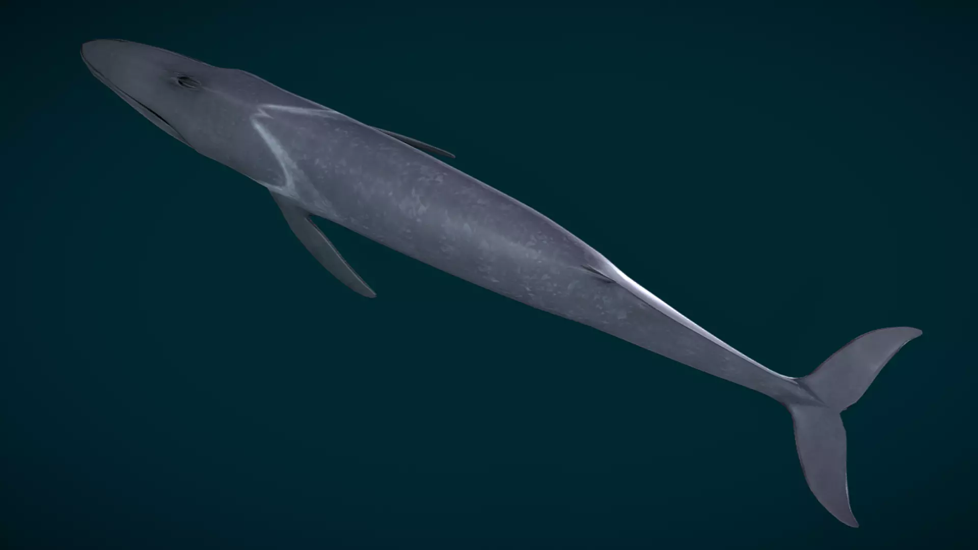  Fin Whale Animated Low-poly 3D model_4